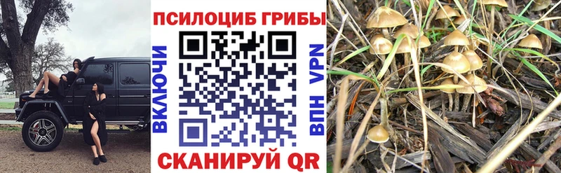 Купить закладки  Гремячинск  Галлюциногенные грибы Cubensis 